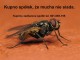 Zobacz og�oszenie